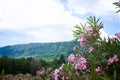 Blooming rose bush rhodendron over the mountains Royalty Free Stock Photo