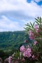 Blooming rose bush rhodendron over the mountains Royalty Free Stock Photo