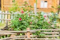 Blooming rose bush in self made flowerbed in the countryside