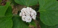 Blooming rose Clerodendrum (Clerodendrum fragrant) flower on the plant.