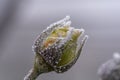 blooming rose, covered with white frost
