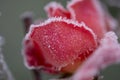 blooming rose, covered with white frost