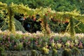 Blooming rose espalier