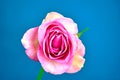 Blooming rose flower on blue background Royalty Free Stock Photo