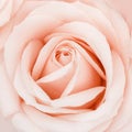 Blooming rose flower close up, soft peach pastel colored background. Fresh tender bloom rose, square greeting card Royalty Free Stock Photo