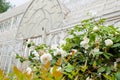 Blooming rose flowers with greenhouse structure on background in Florence, Italy