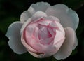 Blooming rose in the garden on a sunny day. Rose Gentle Hermione.