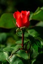 Blooming rose in morning sunlight. Single fresh coral rose flower