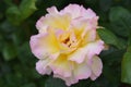 Blooming rose, peach beige delicate flower with green leaves. Close-up Royalty Free Stock Photo