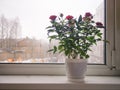 Blooming rose in a pot on the window in winter. Royalty Free Stock Photo