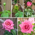 Blooming Rose Sequence Royalty Free Stock Photo