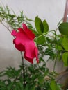 A blooming rose with visible and drooping pollen and water drops after rain in Bali