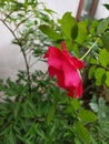 Roses that bloom and look down and water drops after rain in Bali