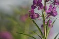 Blooming rosebay willowherb. Pink flowers of a tall herbaceous plant on a blurry background. Royalty Free Stock Photo