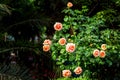 Blooming rosebuds in the spring green garden.