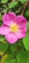 blooming rosehip flower