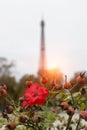 Blooming rosehip in against the background of the Eiffel Tower Royalty Free Stock Photo