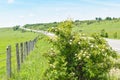 Blooming rosehip shrub near the asphalt long road in the green valley in a sunny summer day with bright blue sky Royalty Free Stock Photo