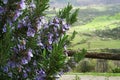 blooming rosemary on a background of green hills