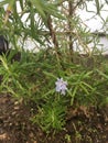 Blooming Rosemary