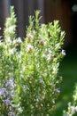 Blooming Rosemary growing in outdoor garden, abstract herb background. Selective focus