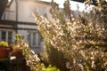 Blooming rosemary growing outdoors in sunlight