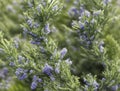 Blooming rosemary herb growing in a garden. Royalty Free Stock Photo