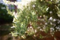 Blooming rosemary plant growing outdoors Royalty Free Stock Photo