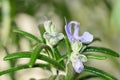 Blooming rosemary plant macro Royalty Free Stock Photo