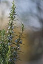 Blooming rosemary with selective focus against a blurred background. Royalty Free Stock Photo