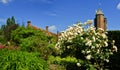 Blooming roses Royalty Free Stock Photo