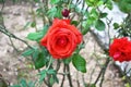 Blooming roses at the botanic garden of Greece Royalty Free Stock Photo