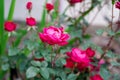 Blooming roses double flower in cherry-red color and dark green foliage shrub at front yard garden in Dallas, Texas, America Royalty Free Stock Photo