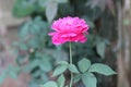 beautiful natural scenery roses with beautiful pink flowers