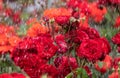 blooming roses of red color close-up in the rain Royalty Free Stock Photo