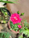 Blooming roses and rosebuds taken on natural day light.