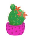 Blooming round cactus in a pink pot