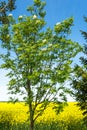 Blooming rowan tree in blue sky and yellow rapeseed field background in springtime on a sunny day Royalty Free Stock Photo
