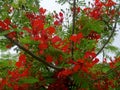 Blooming Royal Poinciana tree Royalty Free Stock Photo