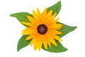 Blooming Rudbeckia flower head