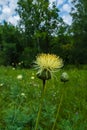 A blooming Safflower flower on a blurry green background.