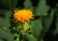 Blooming safflower head