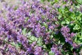 Blooming sage on a bright sunny summer day Royalty Free Stock Photo