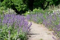 Blooming sage on a bright sunny summer day Royalty Free Stock Photo