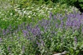 Blooming sage on a bright sunny summer day Royalty Free Stock Photo