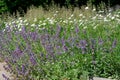 Blooming sage on a bright sunny summer day Royalty Free Stock Photo