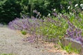 Blooming sage on a bright sunny summer day Royalty Free Stock Photo