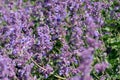 Blooming sage on a bright sunny summer day Royalty Free Stock Photo