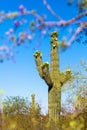 Blooming Saguaro Cactus in Arizona Royalty Free Stock Photo