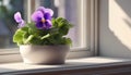 Blooming Saintpaulia. Saintpaulia flowers on the windowsill. Potted flowers. Selective focus. AI generated